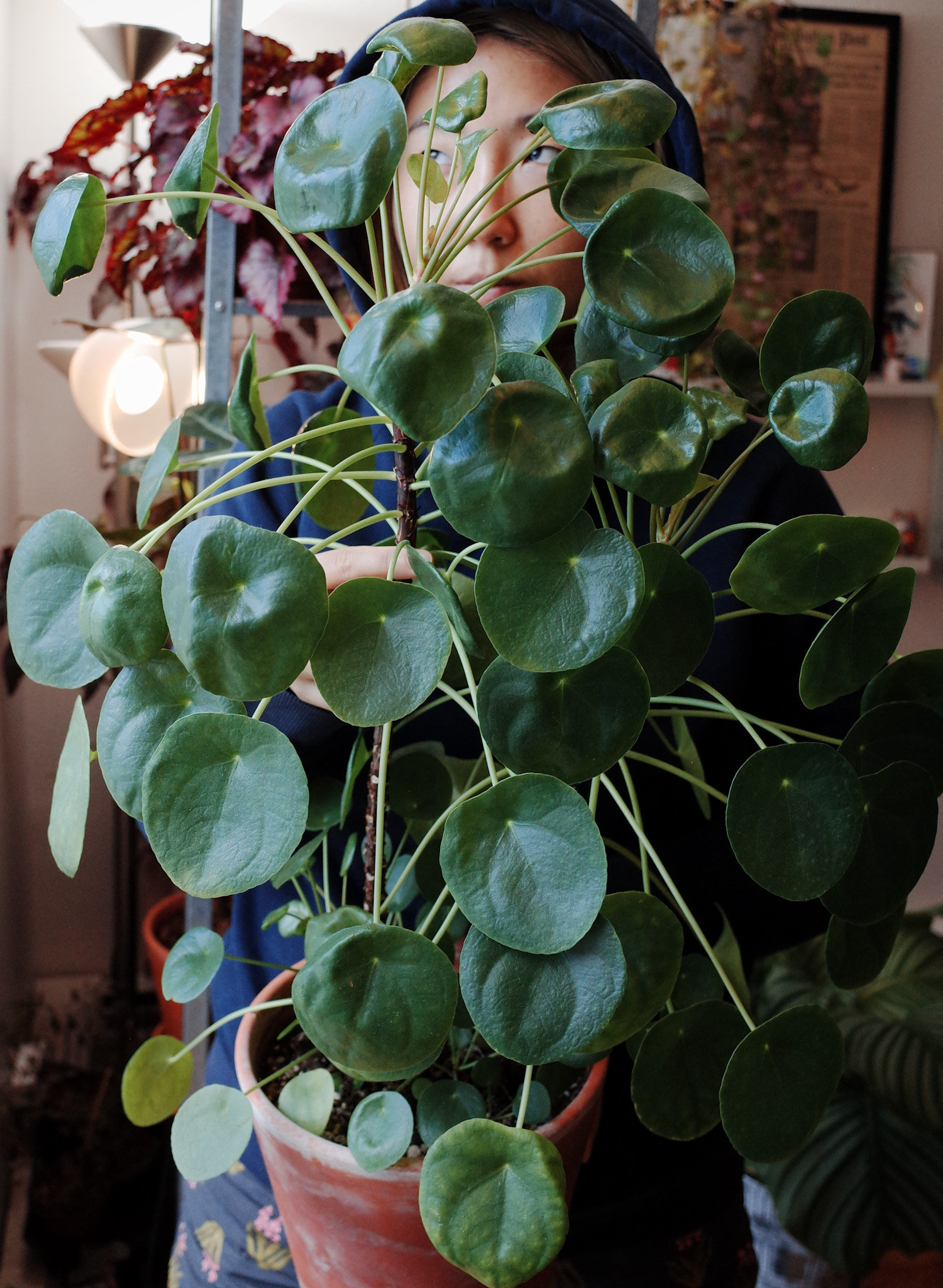 Pilea Peperomioides